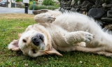 You Thought They’d Mellow With Age? 20 Dog Breeds That Never Lose Their Playfulness