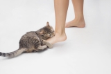 The Truth Behind a Cat’s Sudden Nip — Catster
