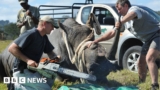 Namibia loses bid to overturn ban on rhino horn trade at Cites conference in Samarkand