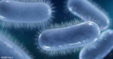 Akkermansia, the Gut Microbe Drawing Research Attention for Health and Wellness