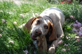 11 Best Raw Dog Food Brands for American English Coonhounds