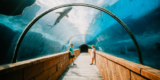 Atlantis Bahamas Review: Gorgeous But Overrated? Here’s the Truth.