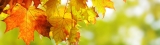 17 Powerful Ways to Celebrate the Autumn Equinox! 