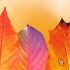 Bookmark This! The HR Technology Edition