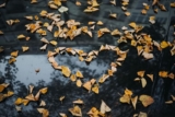 Flickering Leaves And Glee | Teresa Blythe