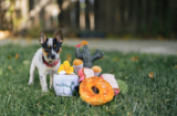 Play Pet Brands Collaborates with Fellow B Corp Bra