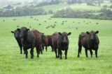 Best Grass-Fed Meat Box Delivery Companies for Beef, Chicken, & Pork