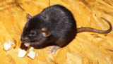 Rat Infestation in Singapore – Greencare Pest Control & Cleaning