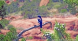 The Spiritual Meaning of Bluebird…