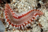 The Bristle Worm: Reef Guardian or Aquarium Nightmare? | Reef Builders
