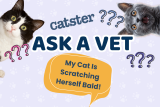 Ask Dr. Paola – HELP! My Cat Is Scratching Herself Bald! (September 21, 2026) — Catster