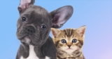 Un animal de companie ajuta la ameliorarea depresiei si anxietatii si chiar la imbunatatirea sanatatii inimii. 11 beneficii pentru sanatate ale animalelor de companie