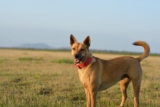 Breed Info, Pictures, Care, Traits & More — Dogster