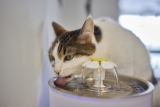 When a Cat Becomes a Water Fountain – Why Cats Vomit After Drinking — Catster