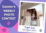 The Highest Perch (September 14, 2026) — Catster