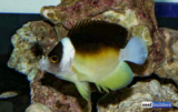 A Live Aquaria Alternative Emerges | Reef Builders