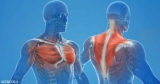 People with Strong Chest and Back Muscles Less Likely to Have a Heart Attack
