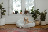 11 Best Warm Dog Beds
