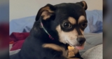 Woman Camps Outside Shelter to Give Chihuahua From Hoarding Case a New Life