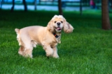 Flea & Tick Prevention for Cocker Spaniels: A Safe & Effective 4 Step Plan