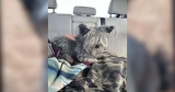 Dog Vanishes Without a Trace Until His Family Gets a Call 4 Years Later