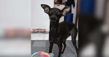 She Steals Your Socks and Then Flashes the Kind of Smile You Can’t Stay Mad At