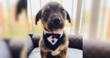 Puppy Dressed in a Tuxedo Gets Stood Up on Adoption Day