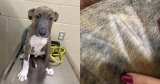 Rescuers Find Puppy Wandering Alone With His Name Shaved Into His Fur