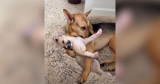 His Family Adopted a Puppy, but This Rescue Dog Is Pretty Sure It’s His Baby
