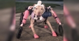 Someone Stole a Disabled Dog’s Wheelchair and Police Want Answers