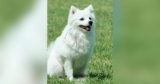 Tiny Pomeranian Defies Expectations to Become a Police Tracking Dog