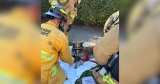 Sheltie Reunites With Firefighter Who Refused to Stop Looking for Him