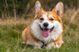 10 Best Supplements for a Senior Corgi