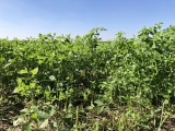 Achieving Clean Water and Climate Goals through Healthy Soils Management in the Irrigated Lands Regulatory Program | CalCAN