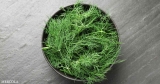 This Savory Herb Helps Relieve Muscle Cramps and Improve Digestion Naturally