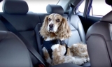 How to Keep Your Dog Safe During Car Travel – The Dogington Post