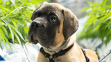 Chill Pups: CBD May Help Reduce Aggression in Dogs, Study Finds