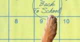 Do Dogs Need A Back-To-School Routine, Too? A Vet Behaviorist Explains