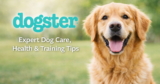 11 Best Salmon Oil Supplements for Dogs in 2026