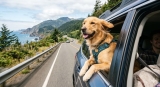 Best Dog Travel Products for Road Trips: 15 Essentials