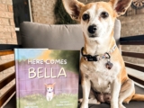 The Little Chihuahua Who Walked Into Our Lives When We Needed Her Most — Dogster