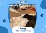 Yes, I Made a Mess (August 3, 2026) — Dogster