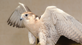 Inside Abu Dhabi Falcon Hospital: Meet the desert wings of the UAE