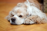 Hidden Signs of a Dog in Pain That Are Easy to Miss