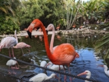 You Can Hand-Feed Flamingos at This 60-Acre Davie Sanctuary Just Outside Miami