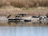 You Can Watch Wild Alligators Gather by the Hundreds at This Free Preserve Near Gainesville