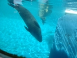 The world’s oldest manatee lives right here in Florida and he’s 71 years old