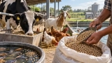 Feed Cost Calculator – Calculate Livestock, Poultry & Fish Feed Costs