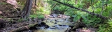 Forest Bathing – A Powerful Energetic Reset!