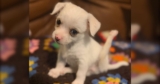 Tiny Puppy Fighting Swimmer Syndrome One Wiggle at a Time